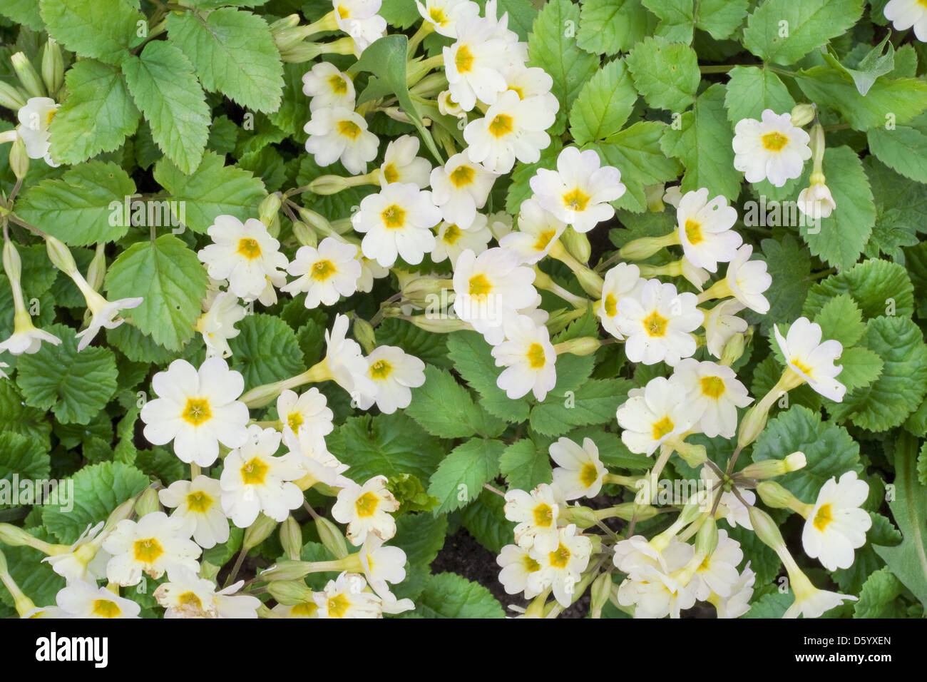 Springs flowers Primroses background Stock Photo