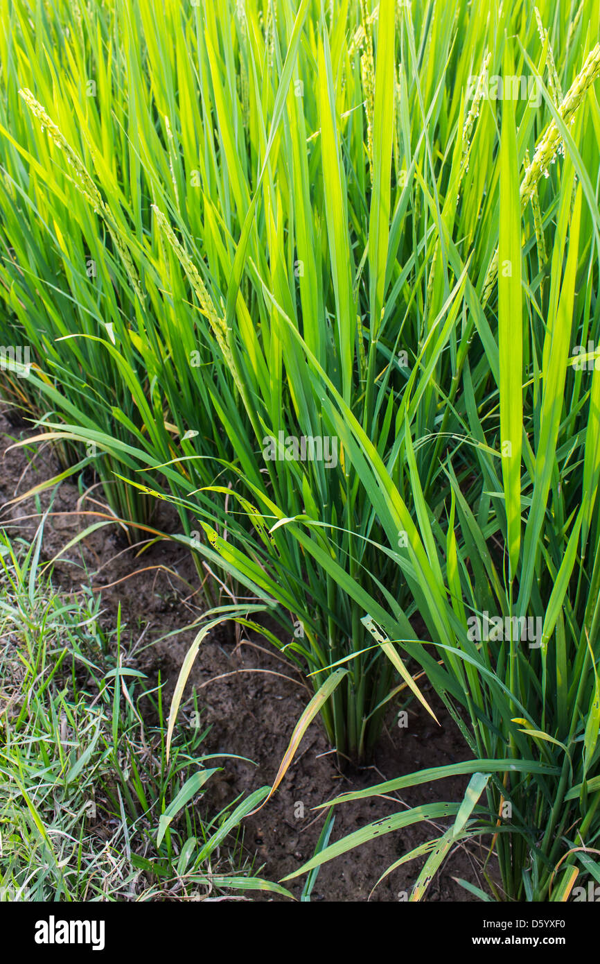 Clump of rice Stock Photo Alamy