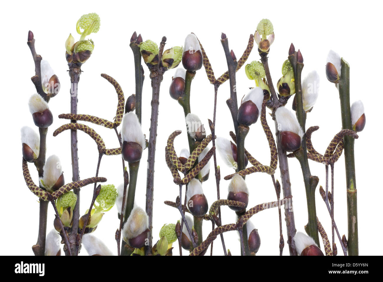 The first spring branches with d buds Stock Photo Alamy