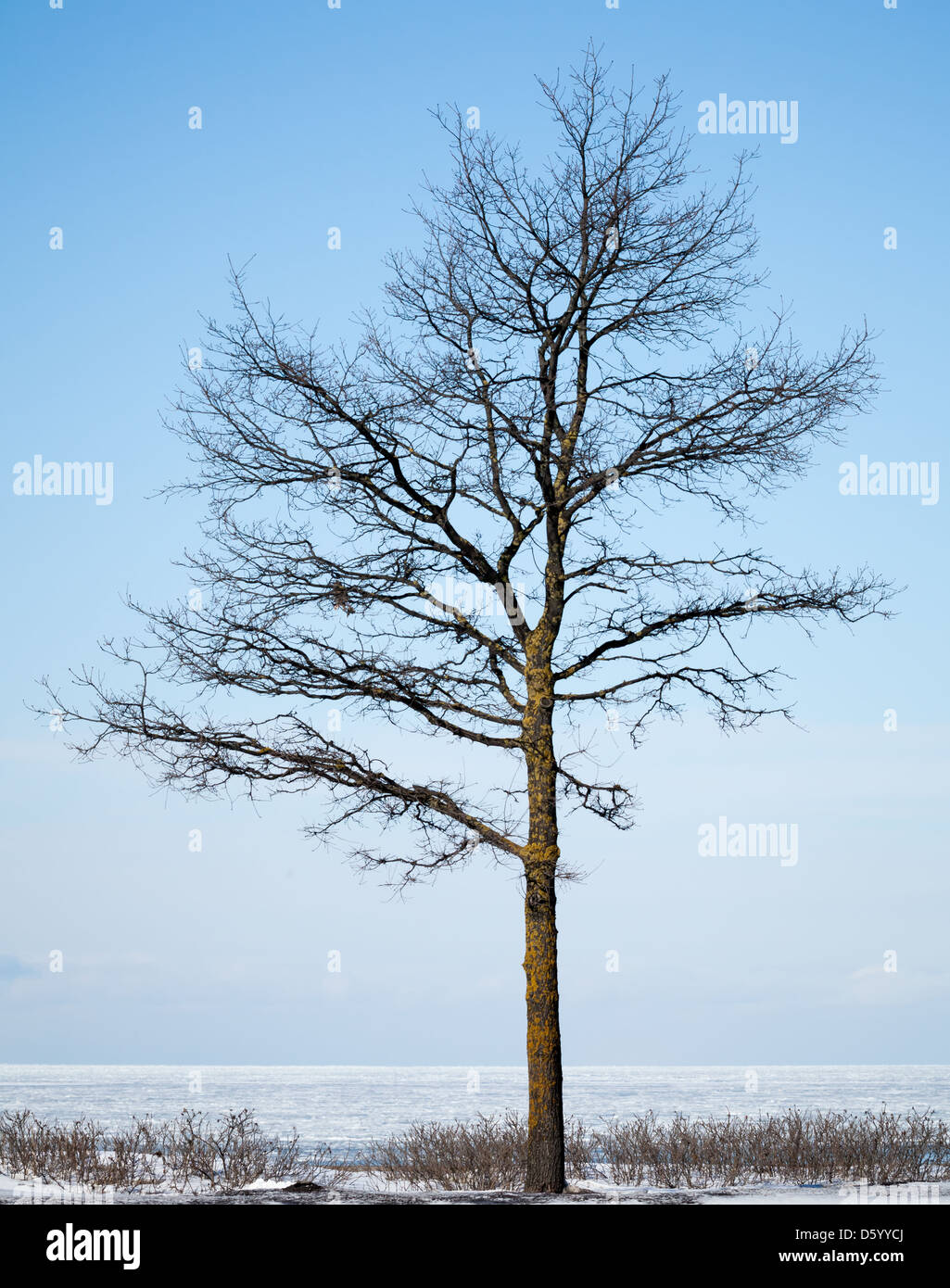 Winter tree silhouette on the Baltic sea coast Stock Photo