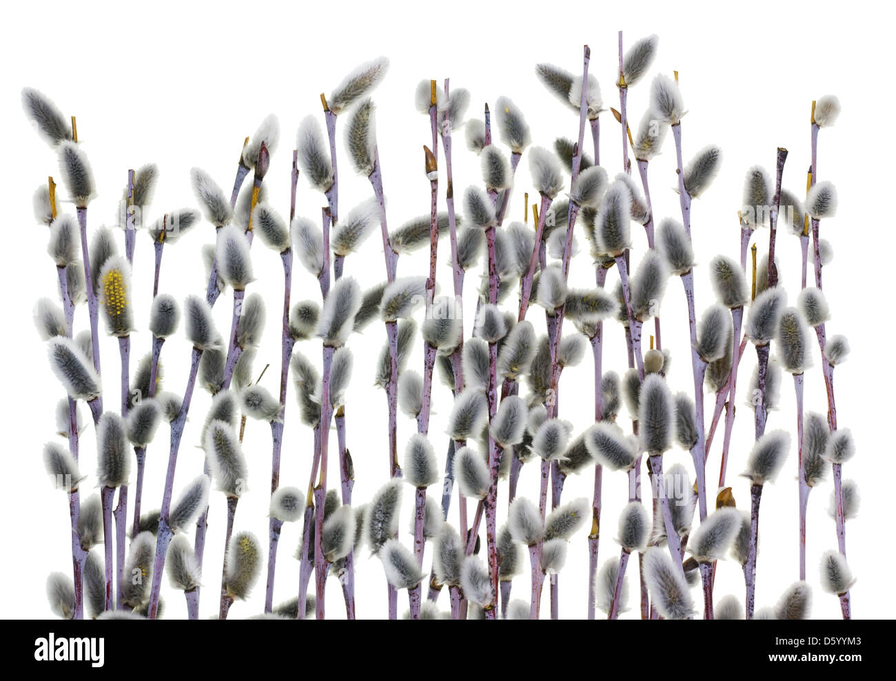 The first spring gentle branches and buds Stock Photo Alamy