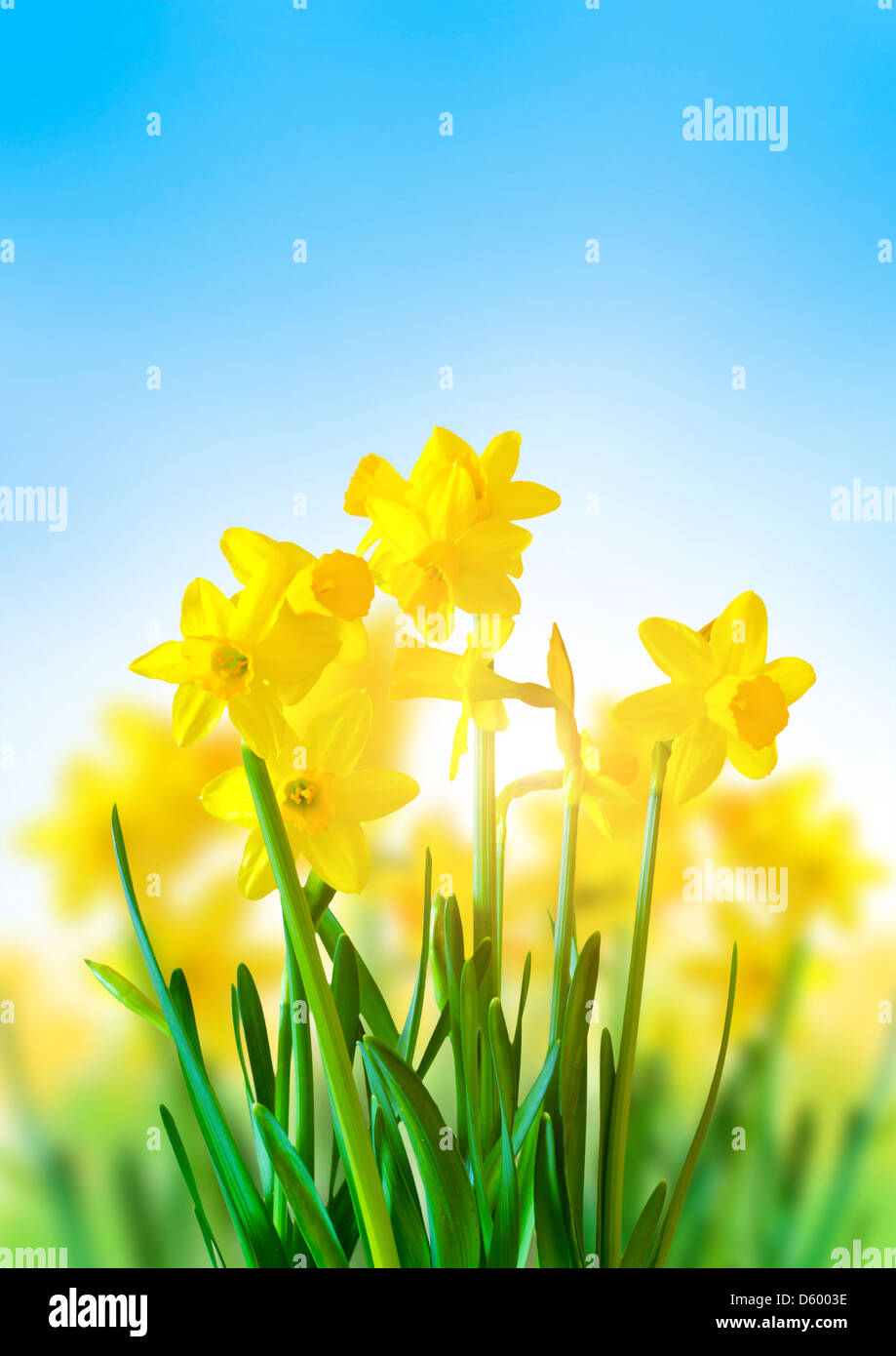 Spring Daffodils on a bright blue sky. Stock Photo