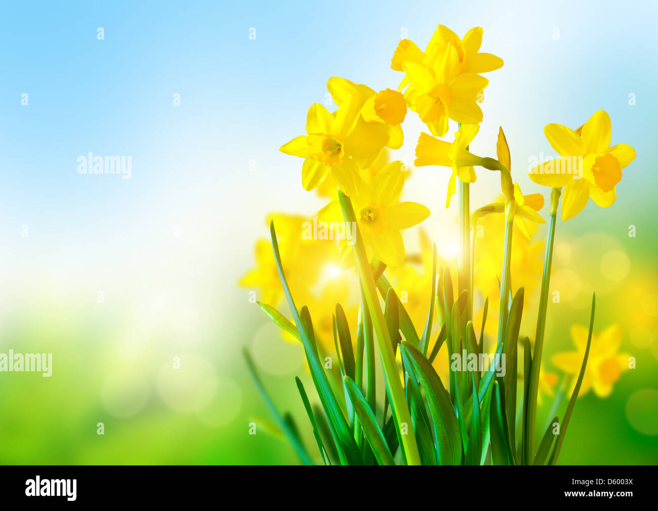 Bright Yellow Daffodils an a sunny day. Stock Photo