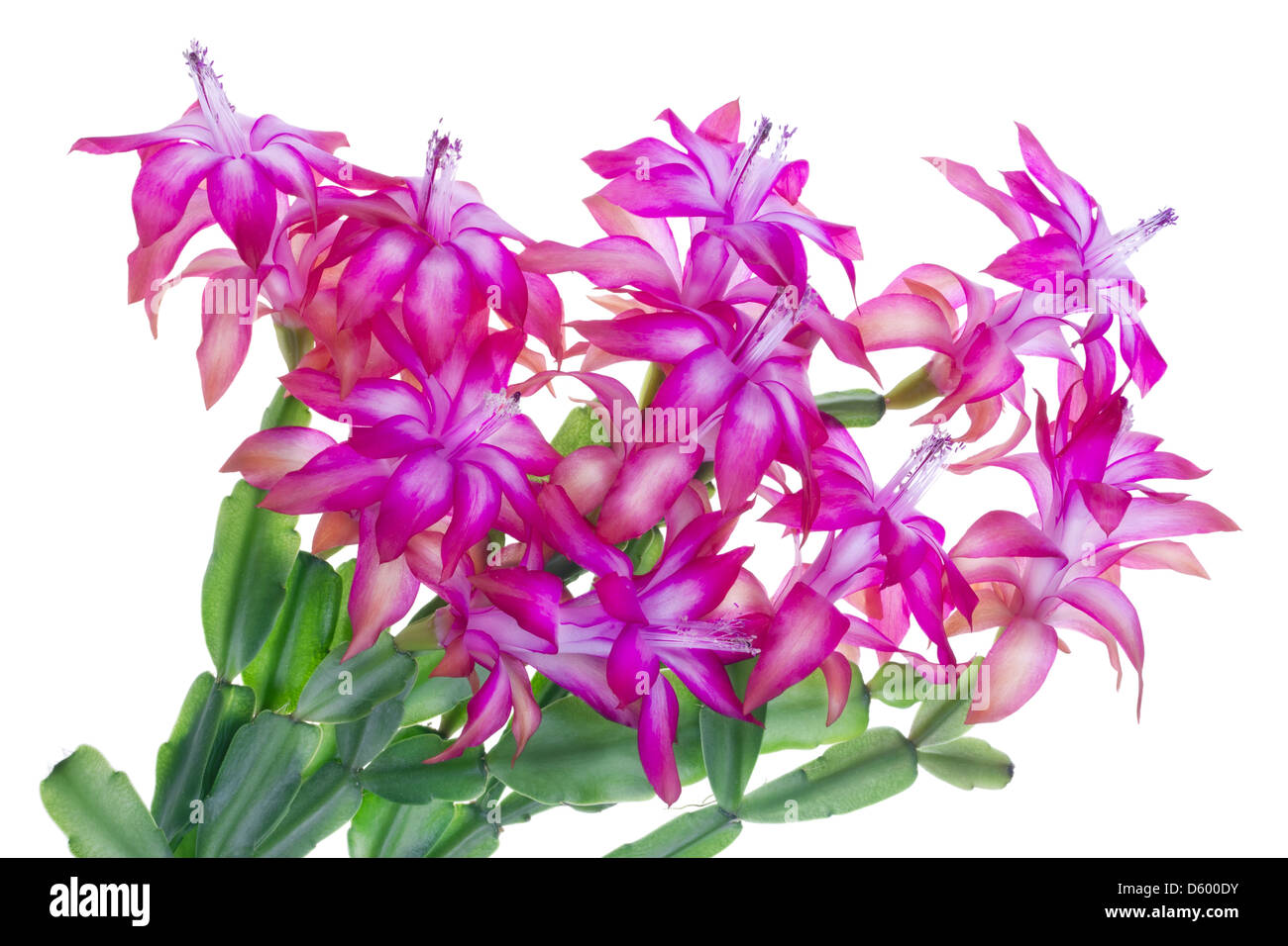 pink idoor flowers Stock Photo
