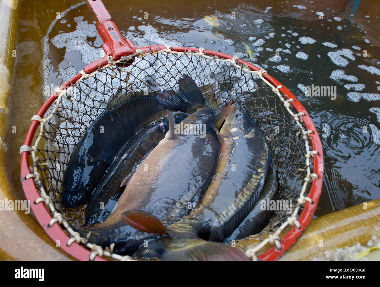 Carp in net hi-res stock photography and images - Page 7 - Alamy