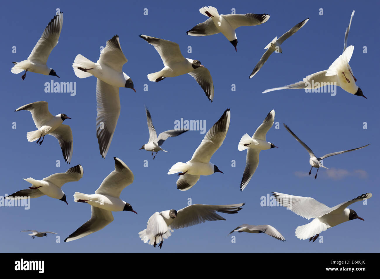 River spring gulls Stock Photo