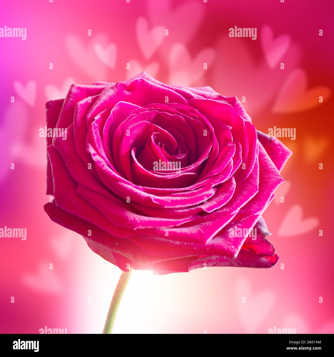 Valentine's Day Rose with Hearts Stock Photo