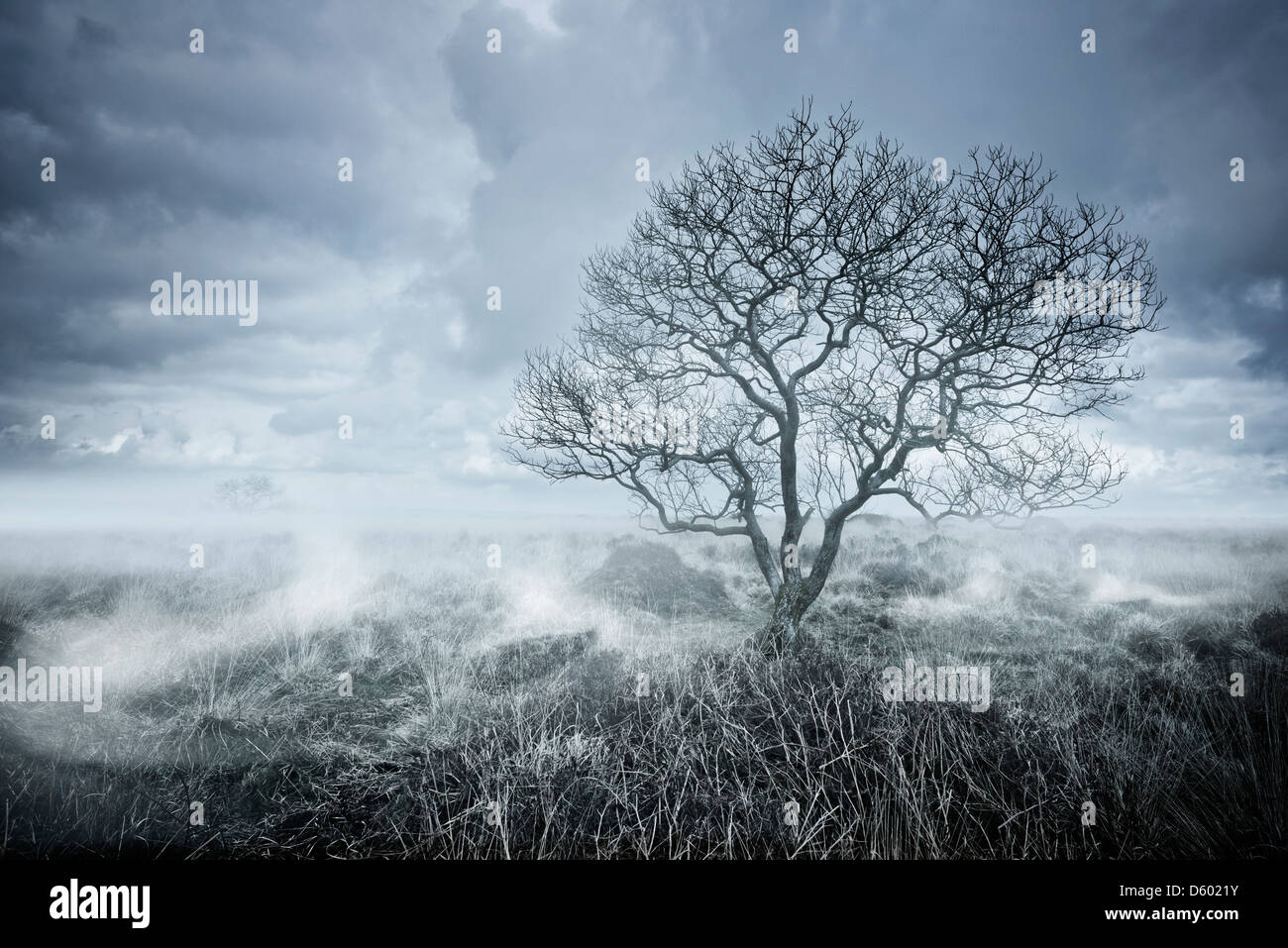 Beautiful landscapes. A lone Tree rises from the fog. Stock Photo