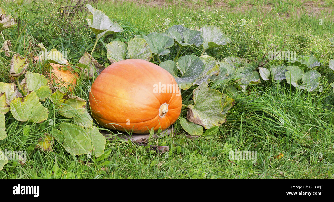 Big orange autumn ripe pumpkins Stock Photo - Alamy
