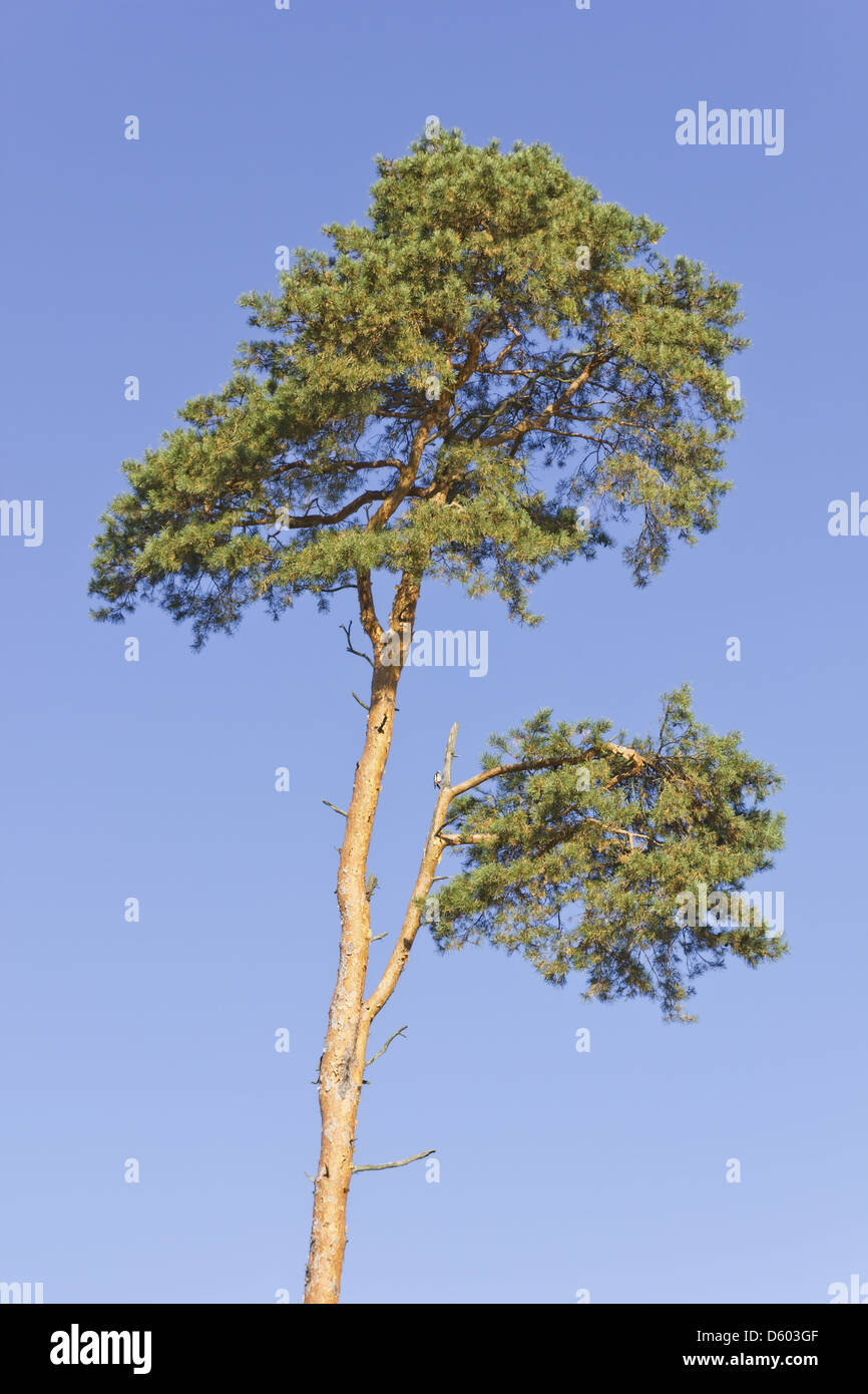 Dying pine tree Stock Photo Alamy
