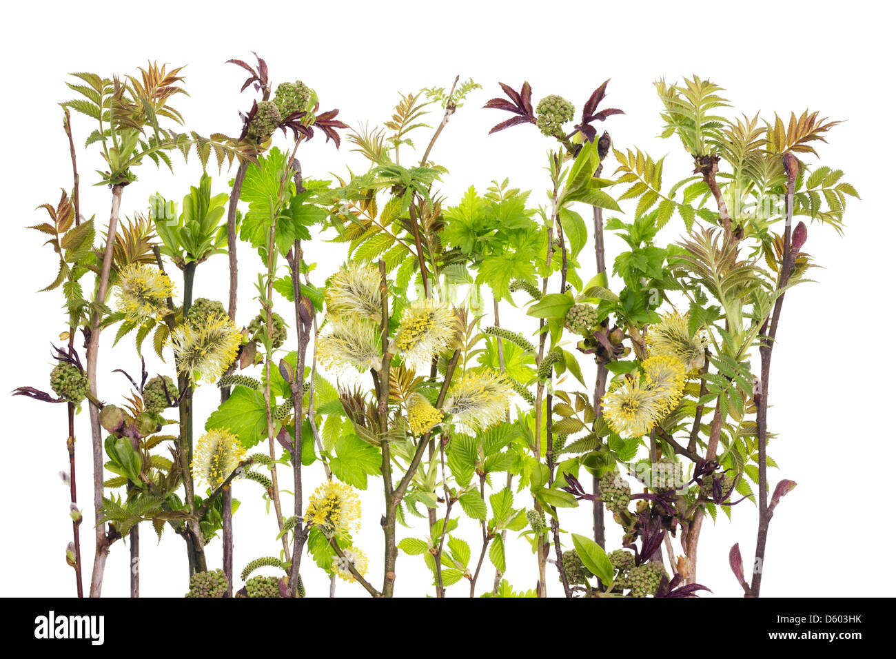 Spring life concept Stock Photo - Alamy