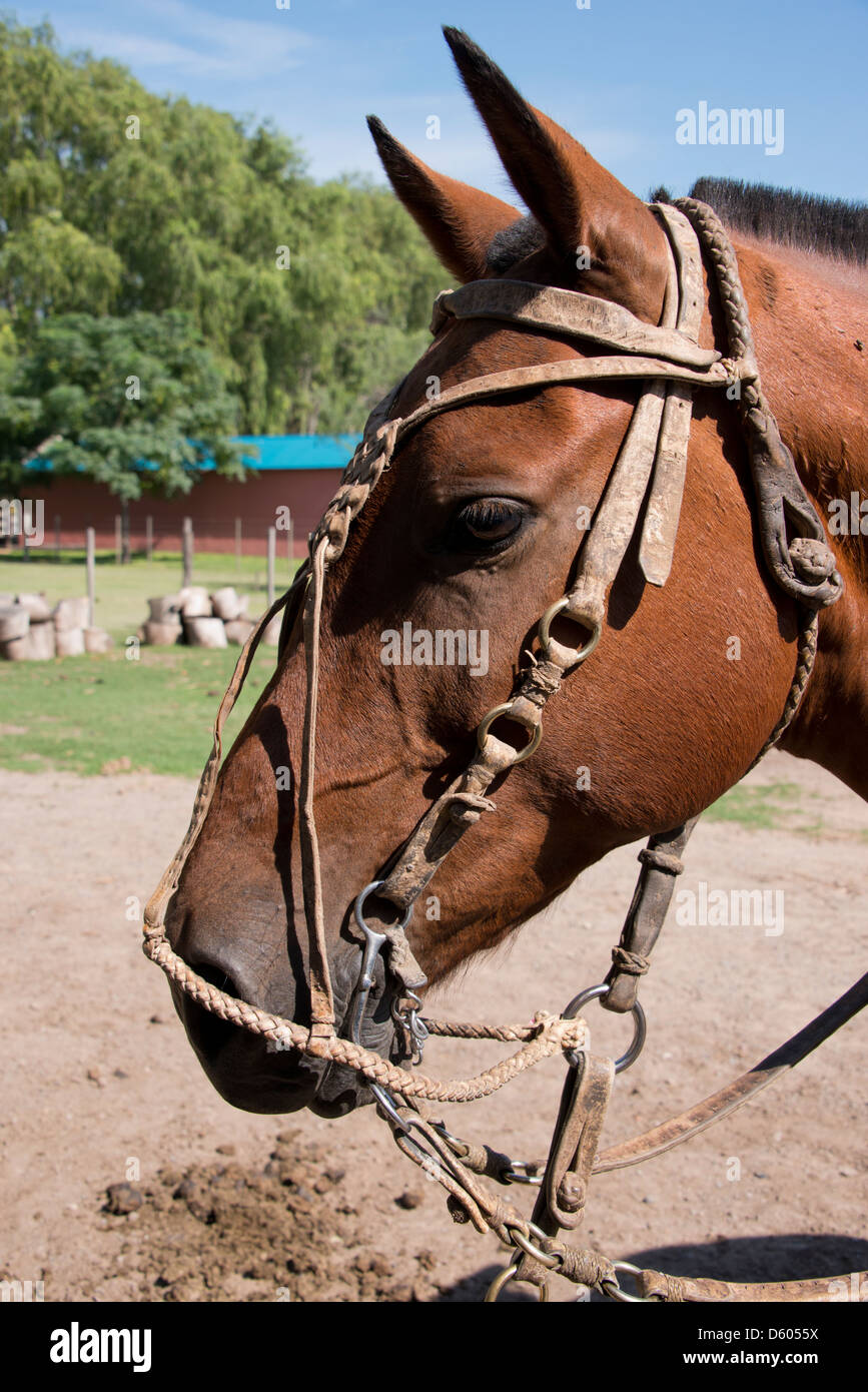 Argentina, Buenos Aires, Estancia Santa Susana. Typical Gaucho horse with braided rawhide bridle. Stock Photo