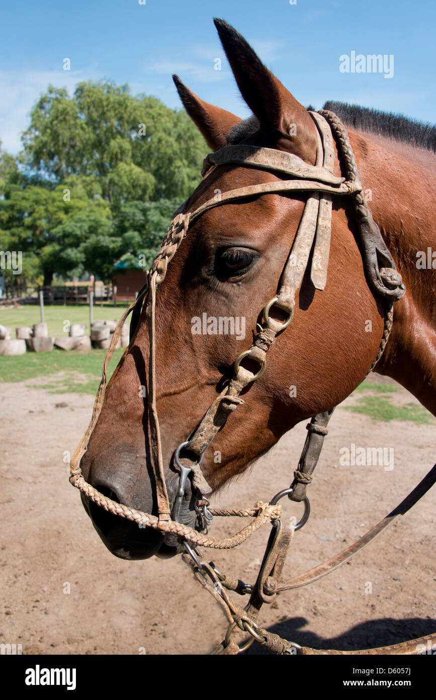 Argentina, Buenos Aires, Estancia Santa Susana. Typical Gaucho horse with braided rawhide bridle. Stock Photo