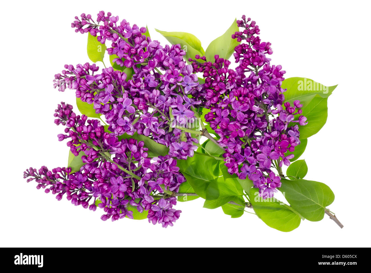 Purple lilac isolated branches Stock Photo - Alamy