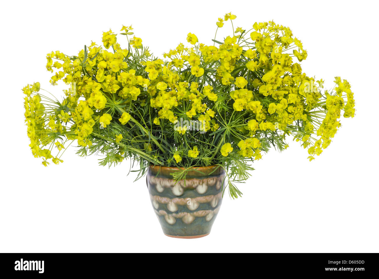 strange plant Stock Photo