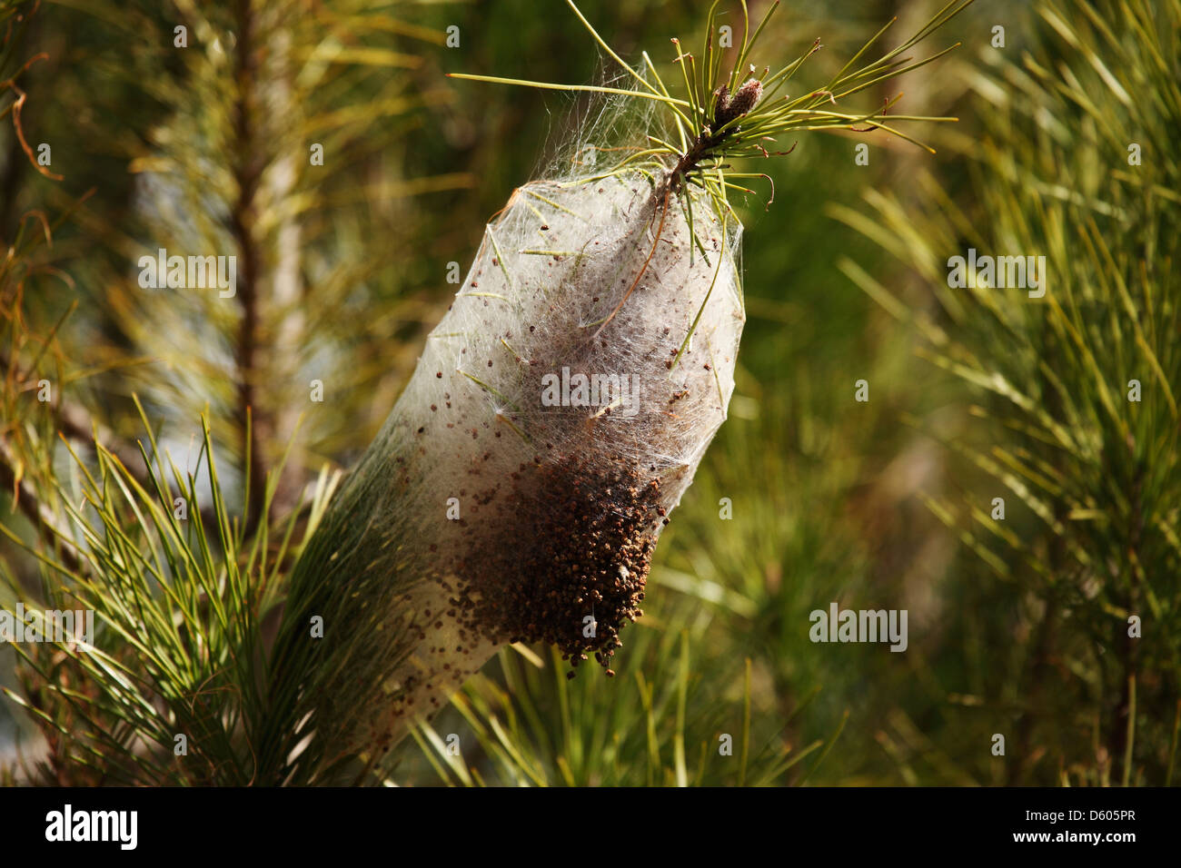 The Cocoon Like Nest Of Pine Processionary Caterpillars Thaumetopoea Pityocampa On A Tree In The Alentejo Portugal Stock Photo Alamy