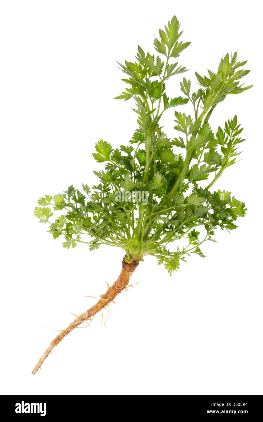fresh parsley plant Stock Photo