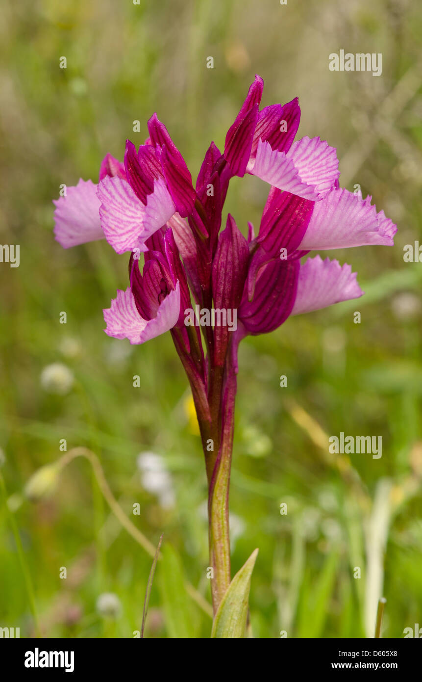 Wild orchid, Butterfly orchid, Orchis papilionacea, wild orchid in Andalusia, Southern Spain. Stock Photo