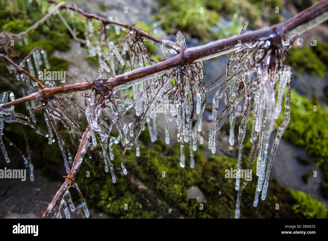 Water, ice, frozen on a branch of a bush. Stock Photo