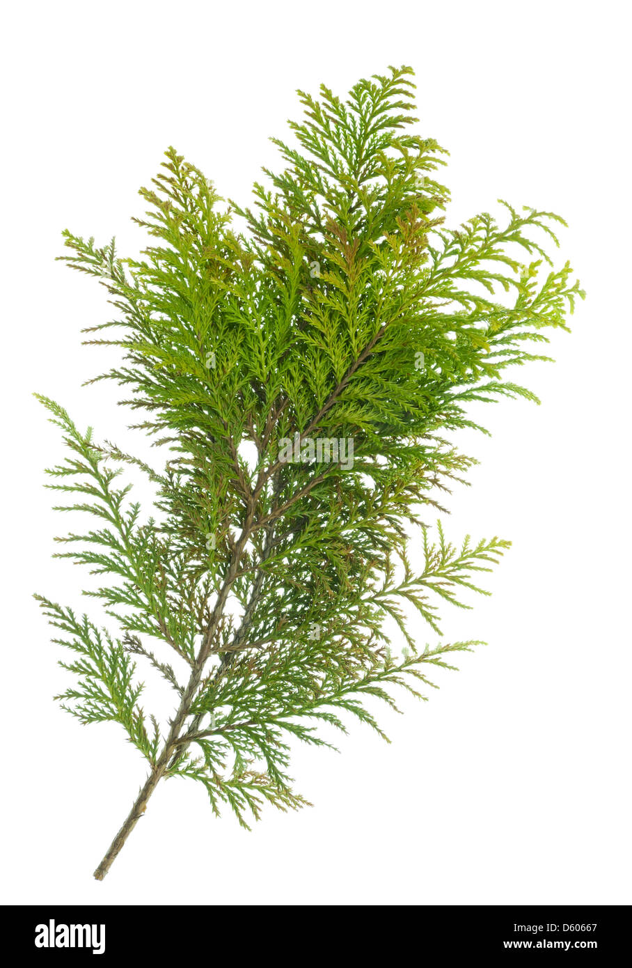 Very prickly isolated  branch Stock Photo