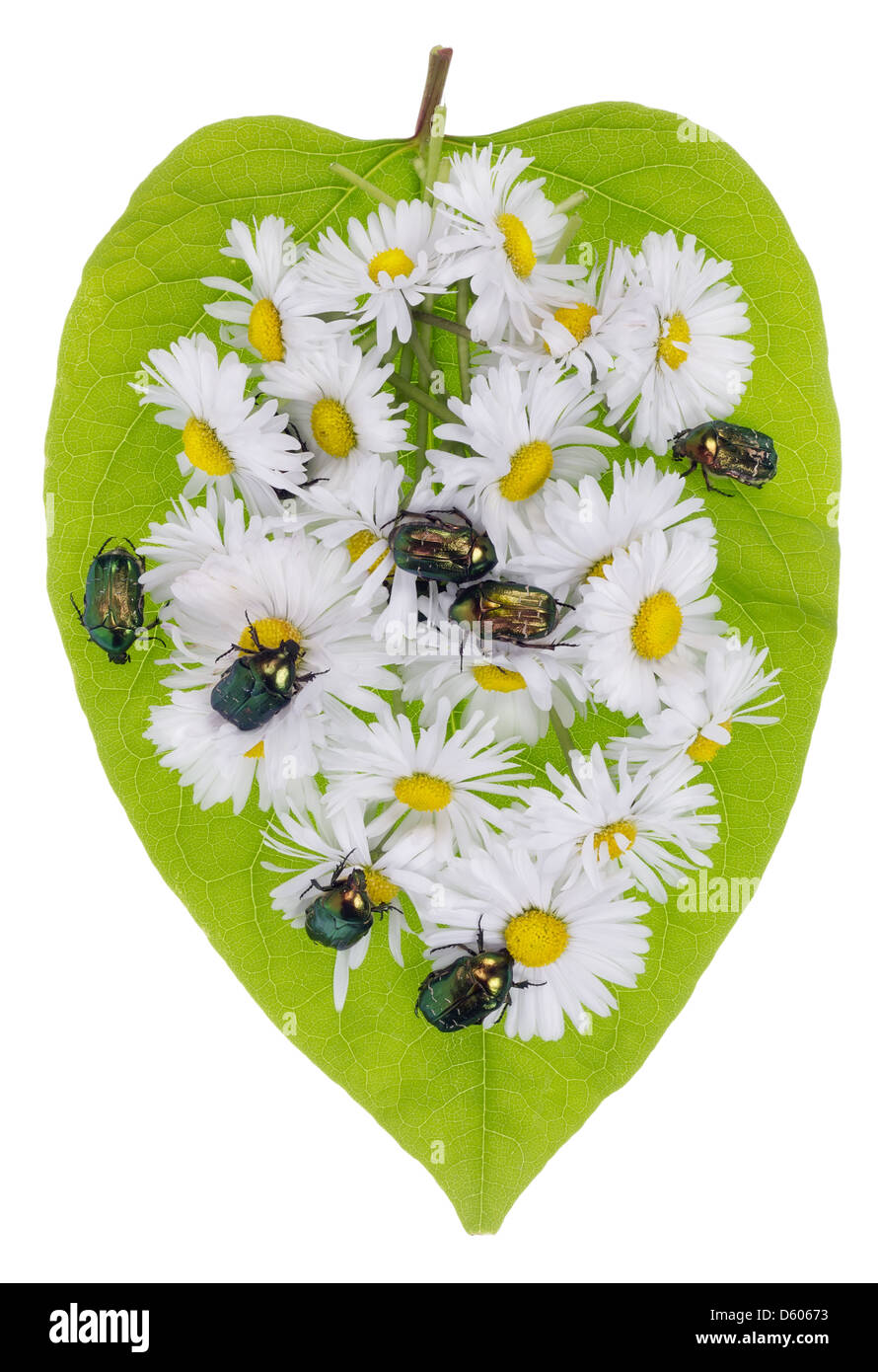Bugs and daisies Stock Photo Alamy