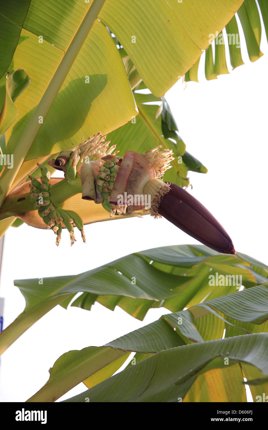 Banana stalk hires stock photography and images Alamy