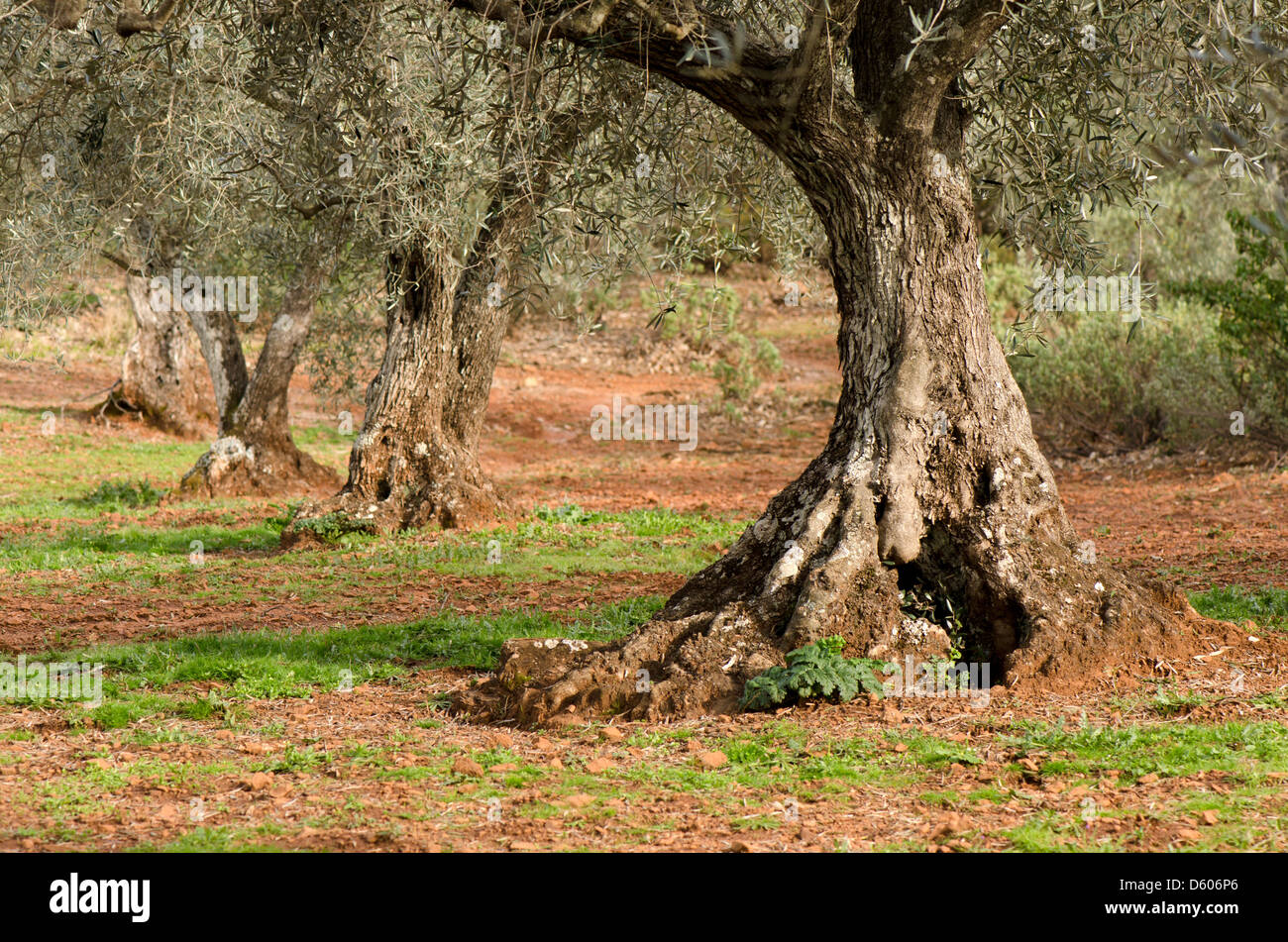Olive orchard, Andalusia, Spain Stock Photo Alamy