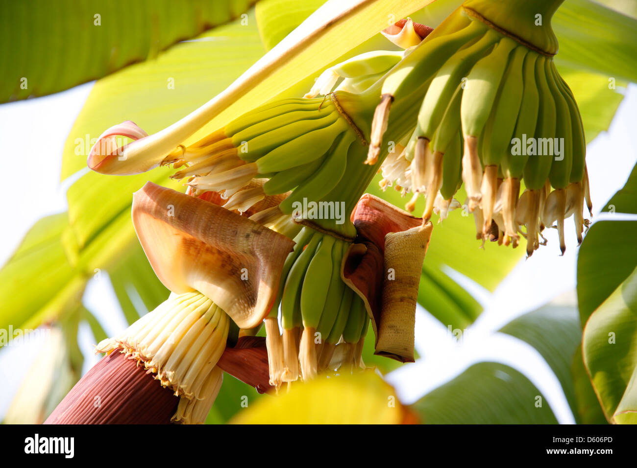 Banana stalk hires stock photography and images Alamy