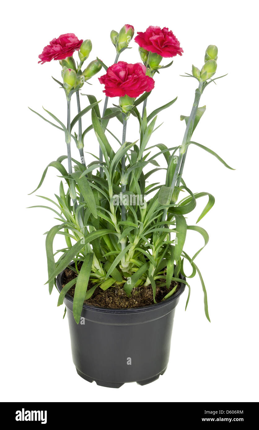 Red terry carnation in soil pot Stock Photo