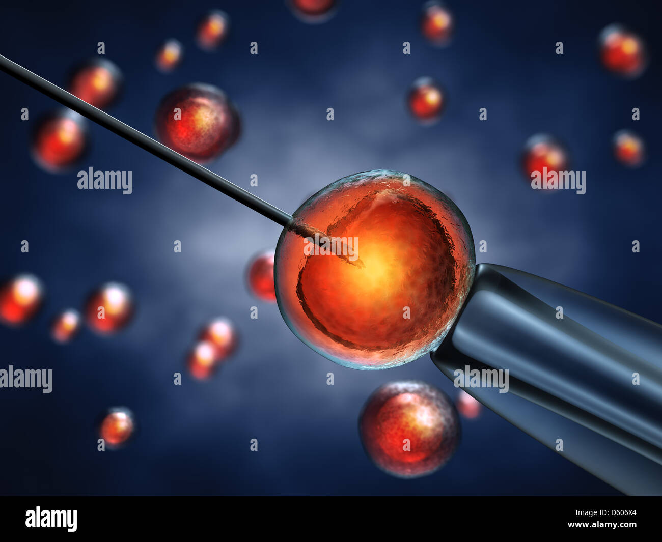 Intracytoplasmic sperm injection , sperm injected into an oocyte , detailed illustration Stock Photo