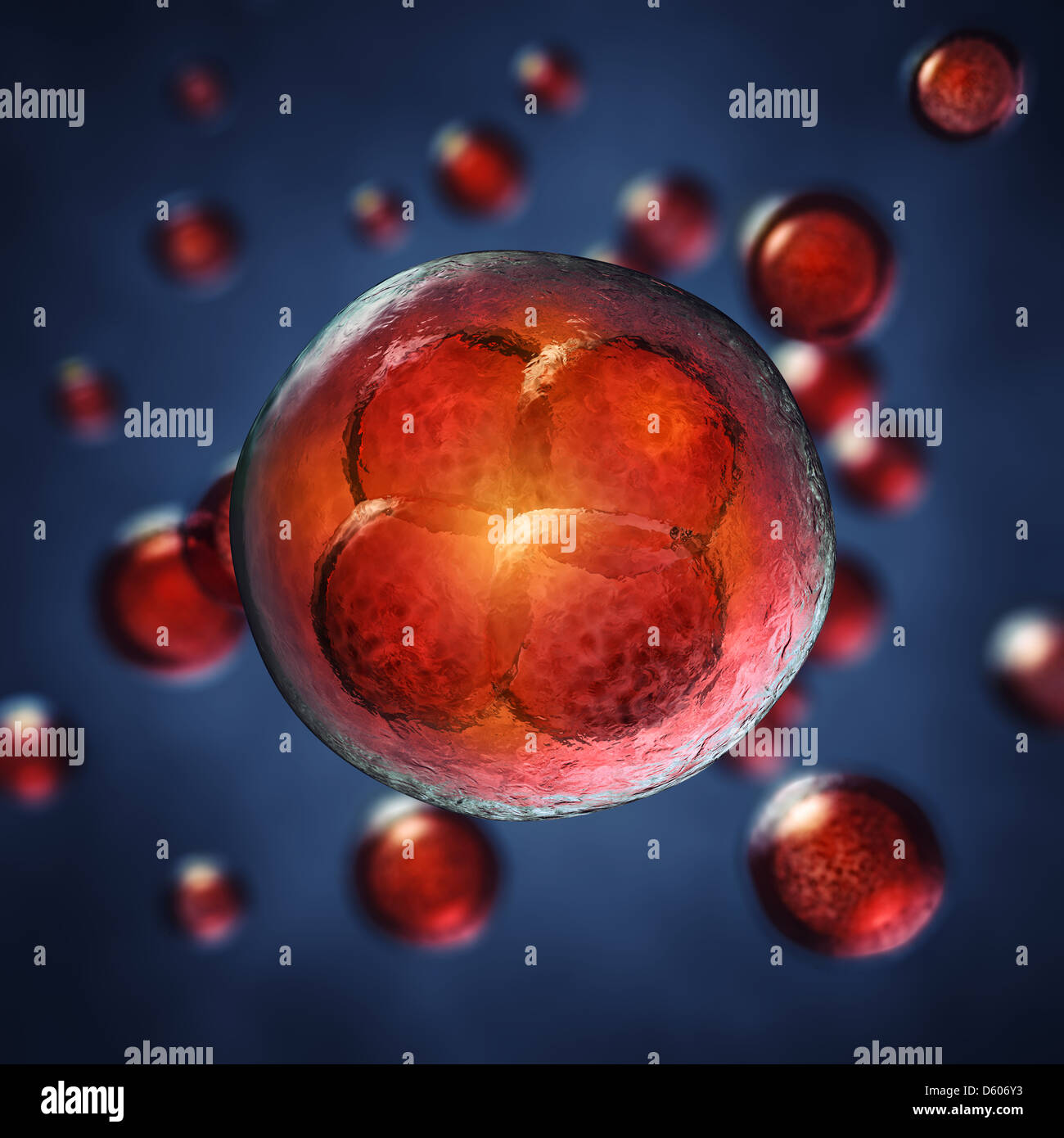 Four-cell embryo , 3d illustration Stock Photo