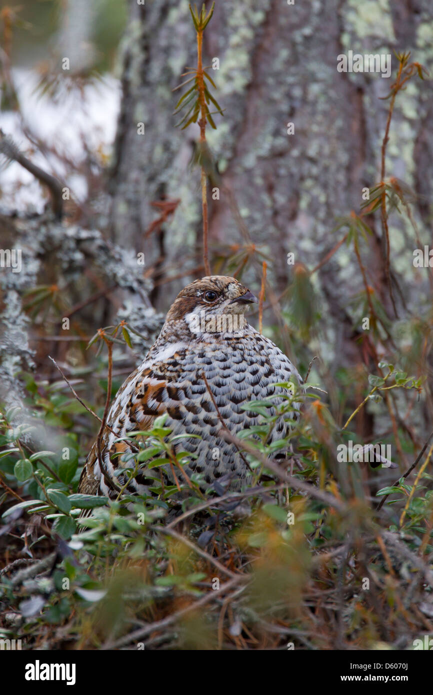 Hazel Grouse Tetrastes bonasia female amongst vegetation at Kuusamo, Finland in April. Stock Photo