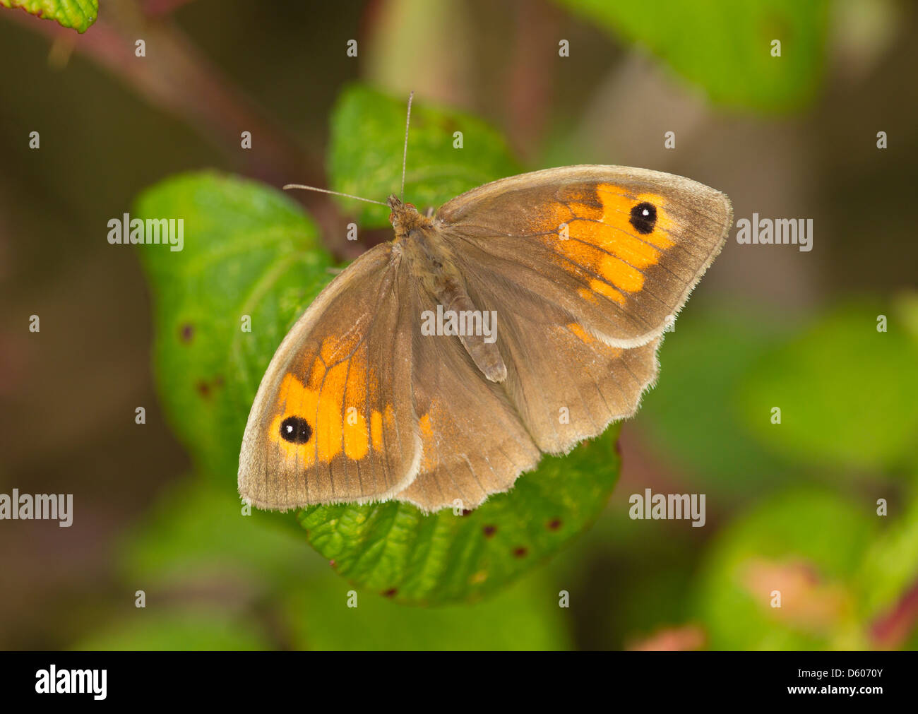 Meadow Brown Maniola jurtina female basking on bramble at Ballard Down, Dorset in July. Stock Photo