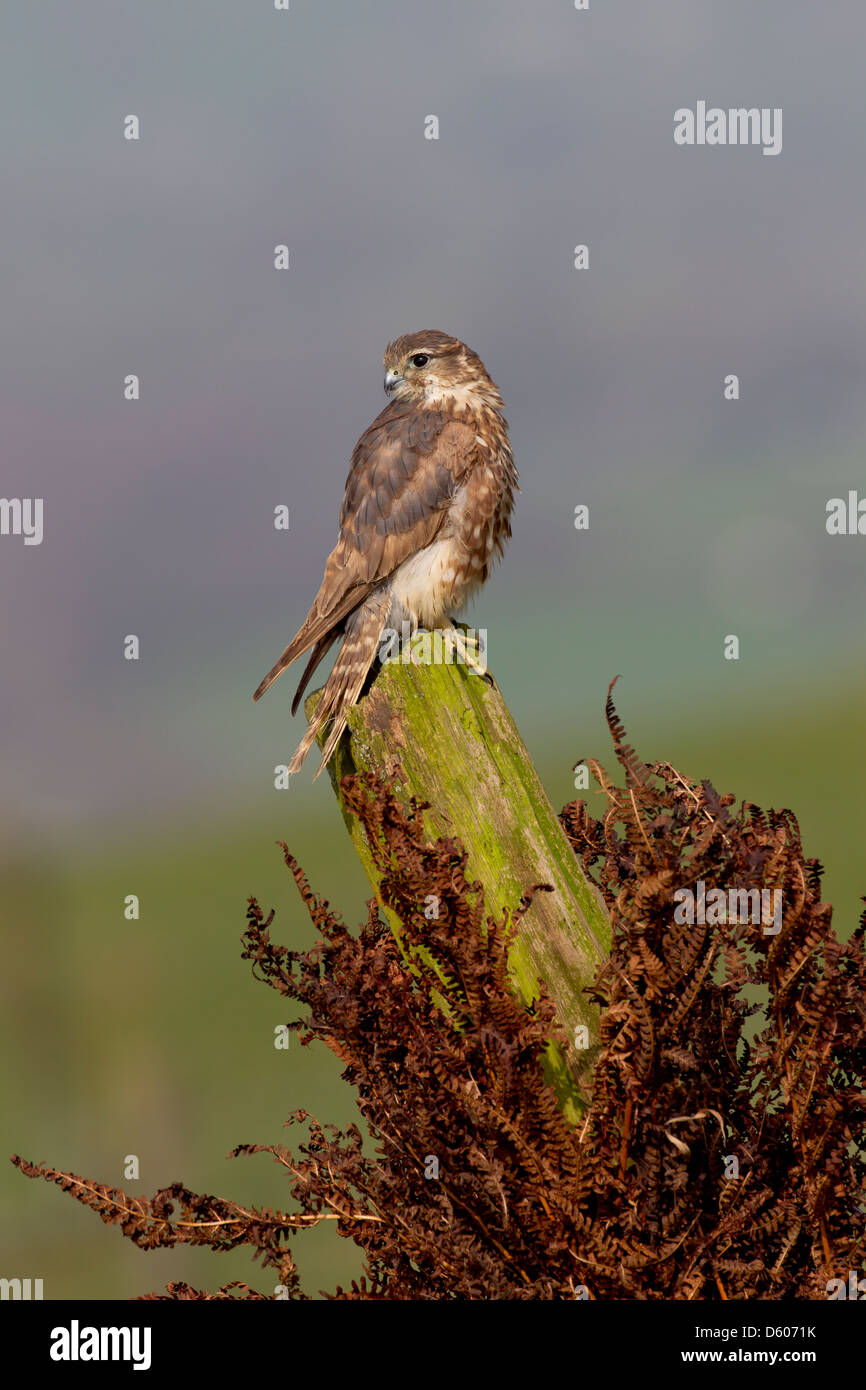 Female merlin falco columbarius hi-res stock photography and images - Alamy