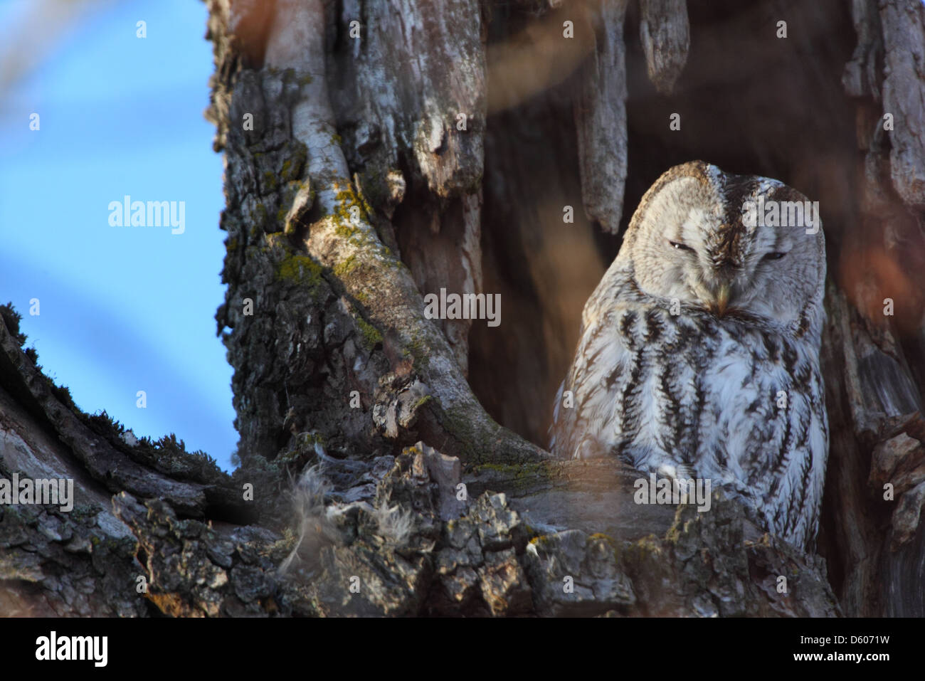 Wild Tawny Owl (Strix aluco)  in tree hole, winter, Europe Stock Photo