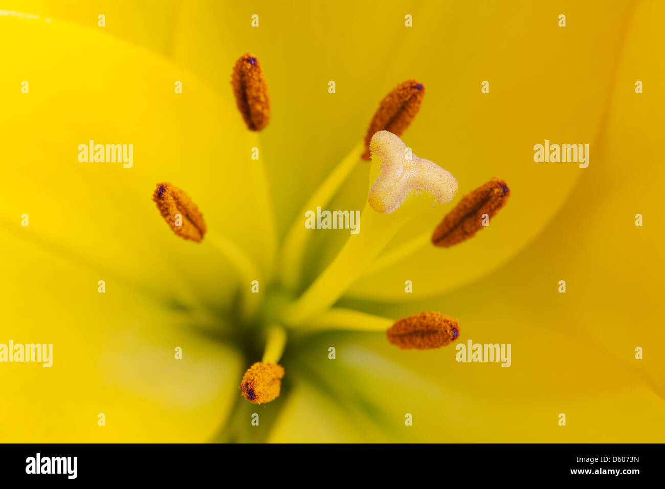 Close-up of pistil and stamens of yellow lily Stock Photo