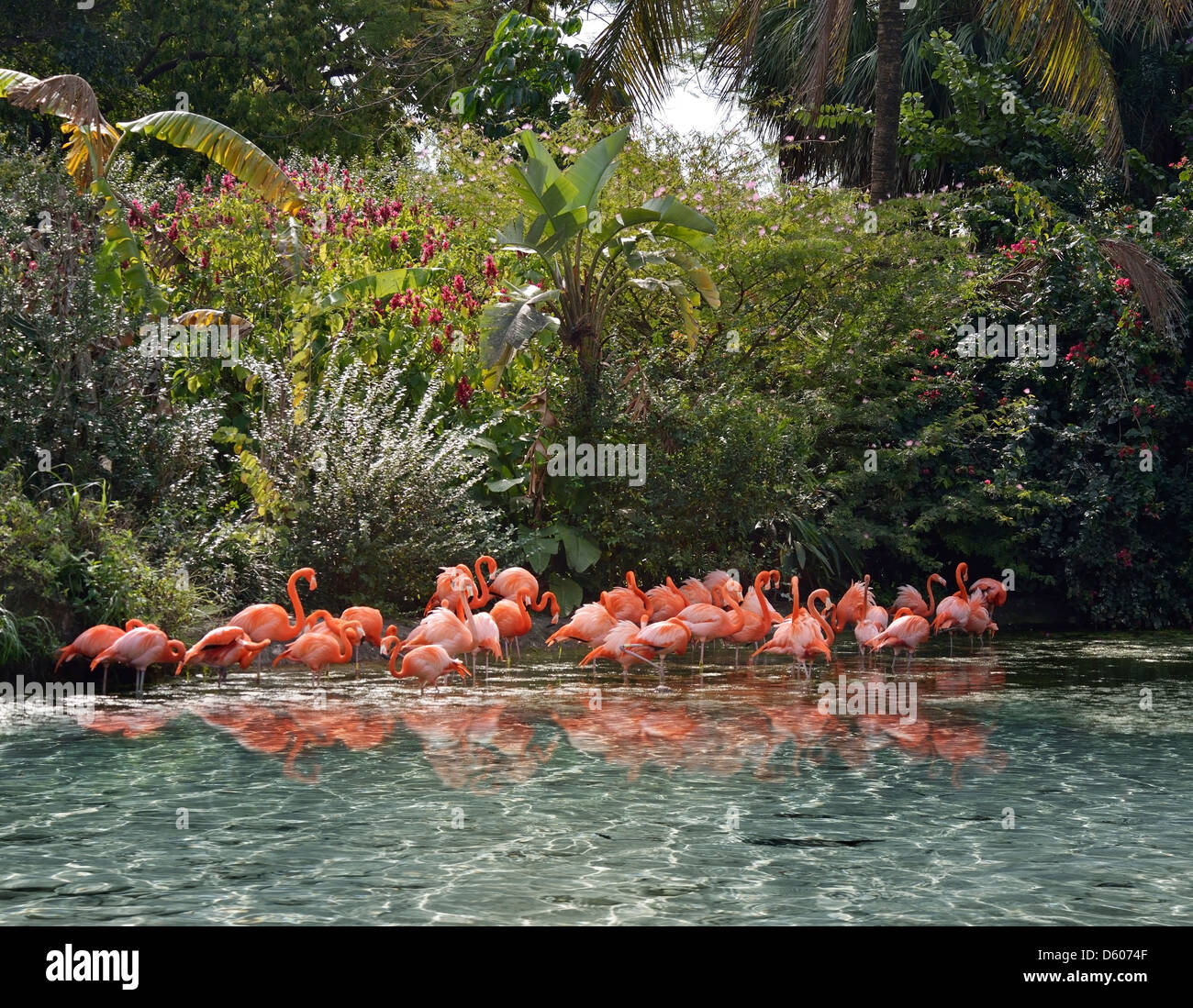Pink Flamingos In A Tropical Pond Stock Photo