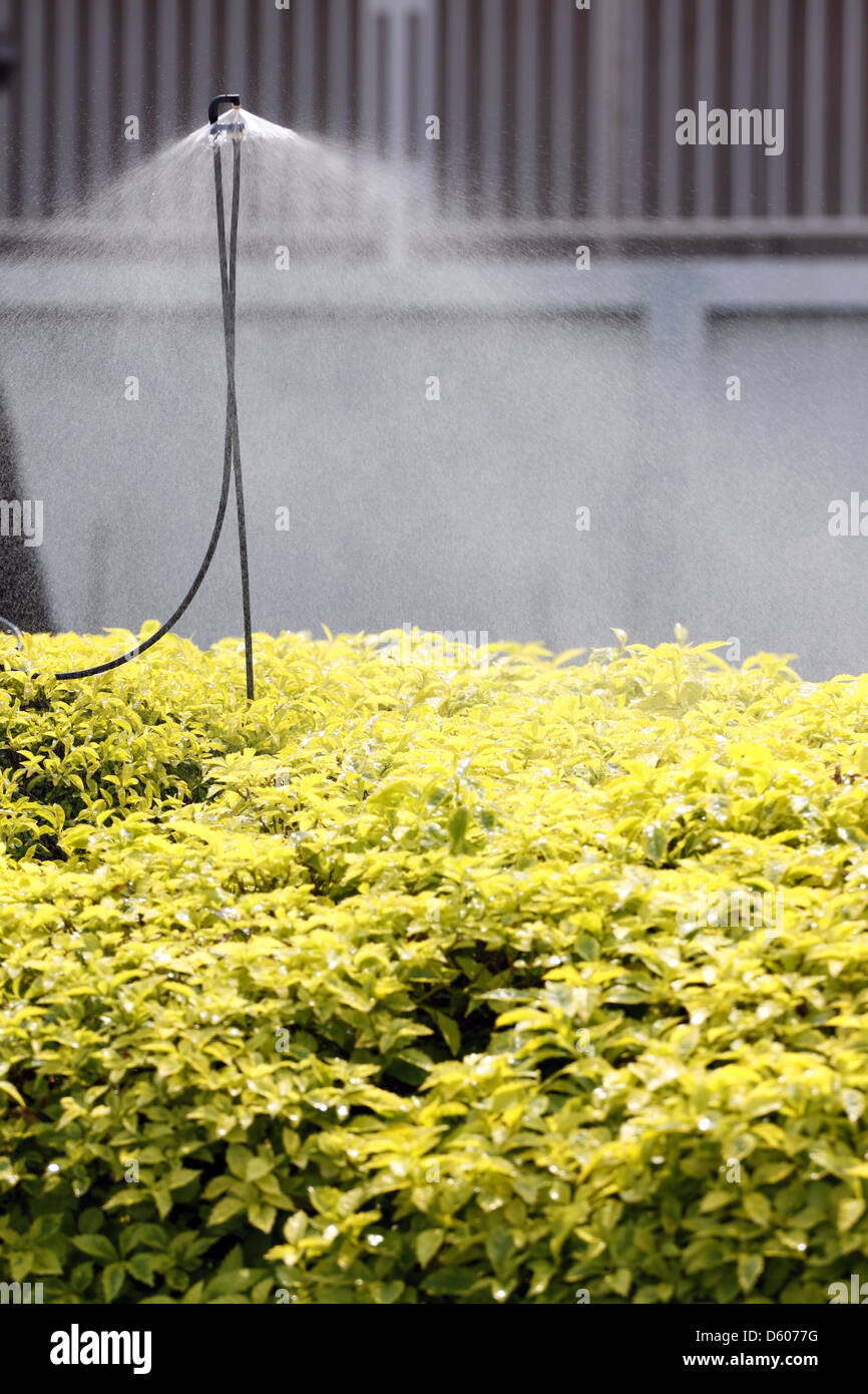 The Sprinkler watering the yellow flowers in the morning Stock Photo