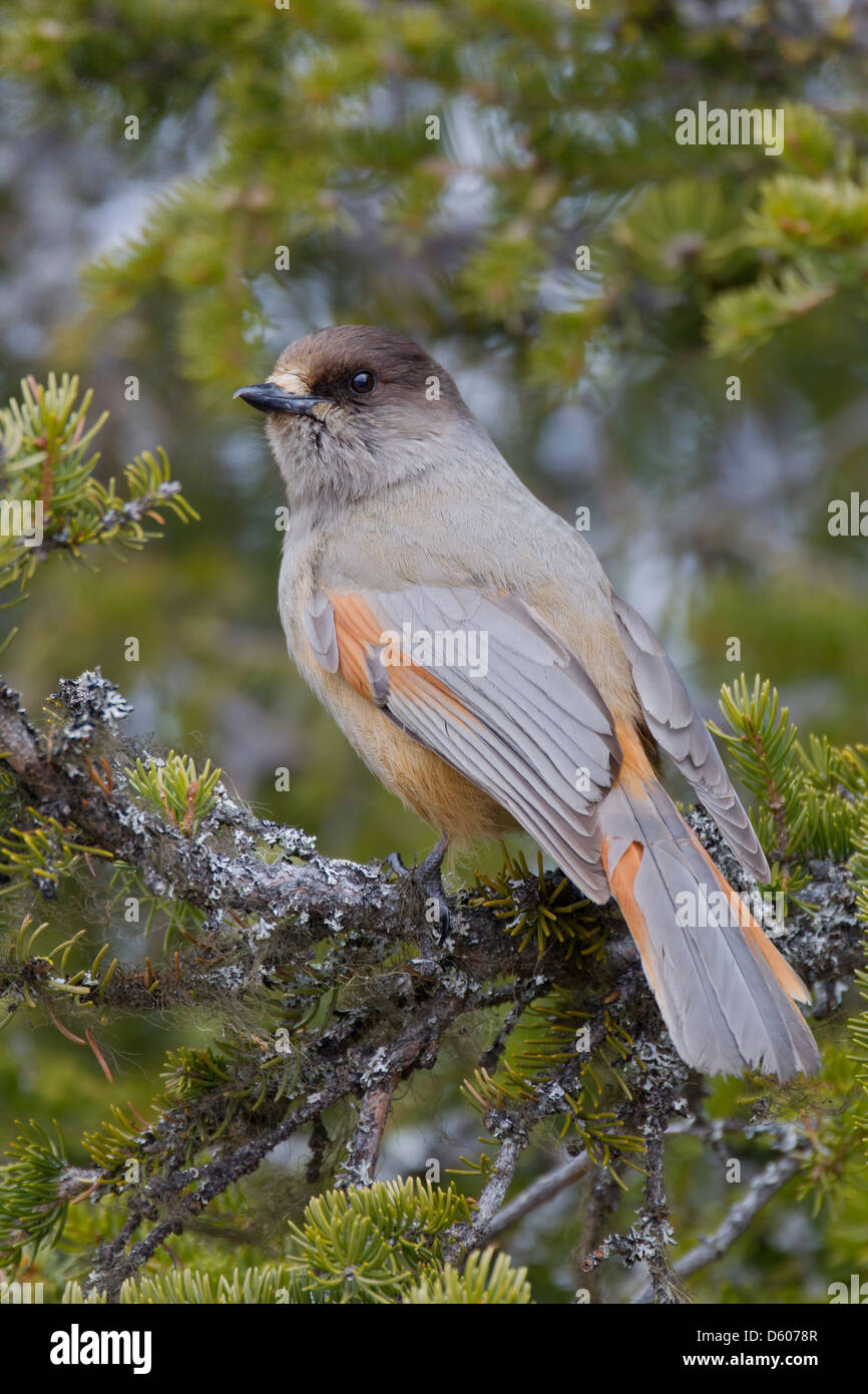 Siberian Jay Perisoreus infaustus perched in tree near Kuusamo, Finland in April. Stock Photo