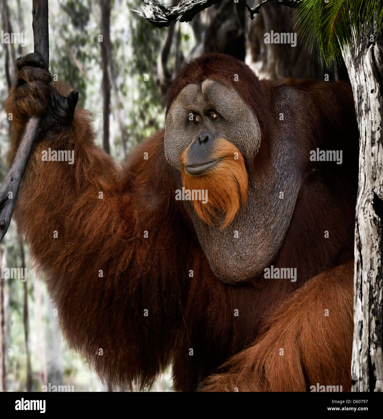Orangutan In A Forest ,Close Up Stock Photo