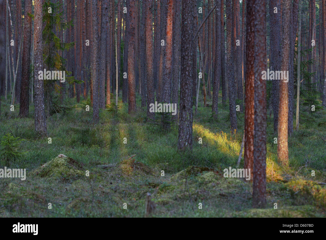 Old pine forest, Europe, Estonia. Stock Photo