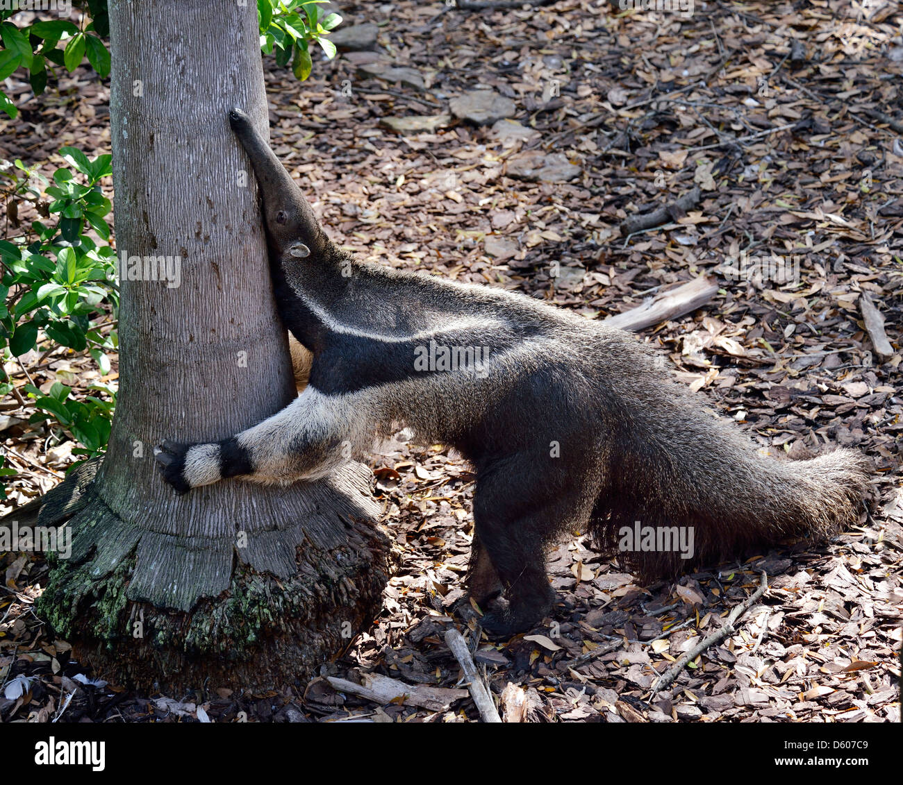 Giant Anteater Hug Pose Stock Photo 1122199472