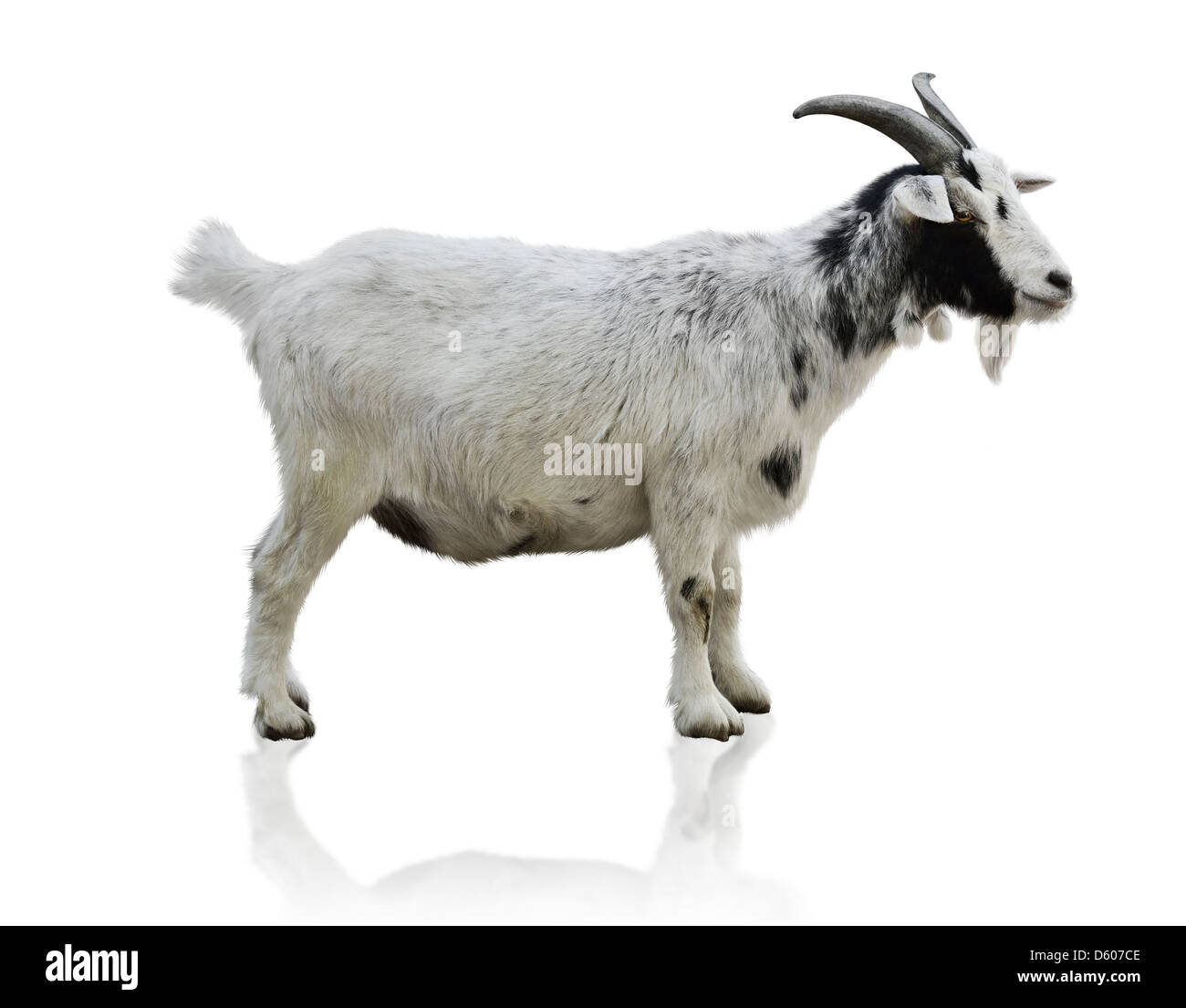 Black And White Goat On White Background Stock Photo