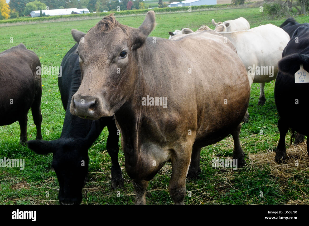 Heritage breed cows in a field in Upstate New York Stock Photo Alamy