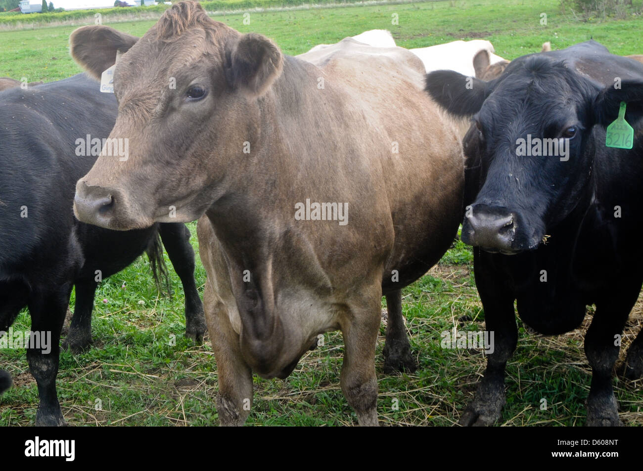 Heritage breed cows in a field in Upstate New York Stock Photo Alamy