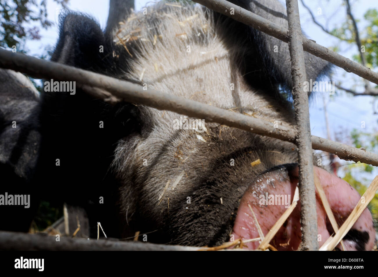 Heritage breed pig in a pen in Upstate New York Stock Photo Alamy