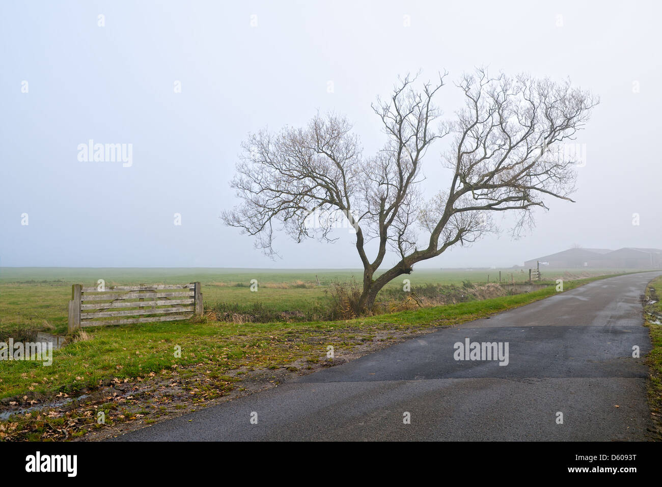 lonely tree by road in fog Stock Photo - Alamy