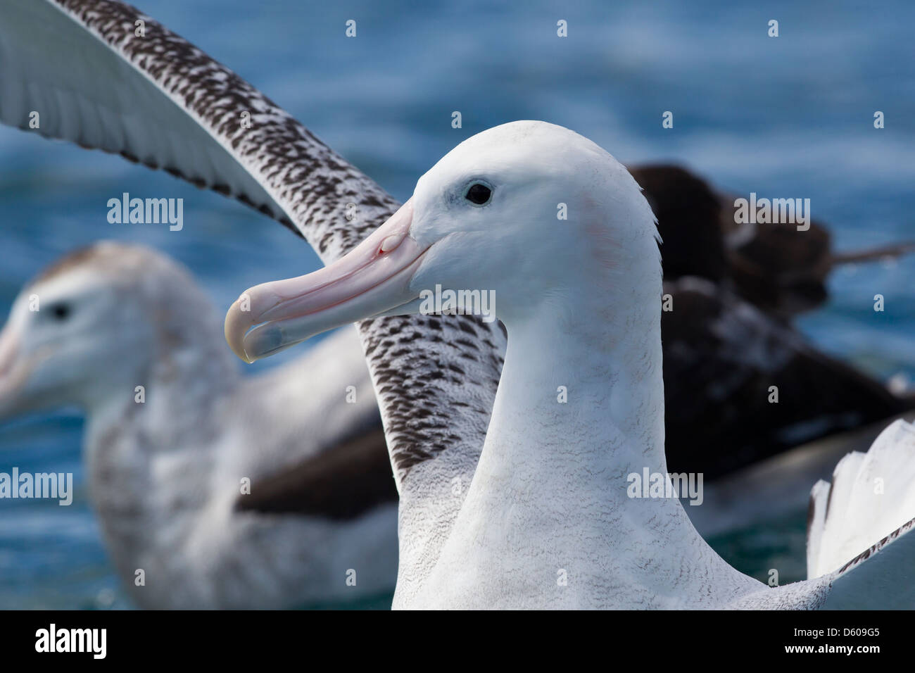 Adult wandering albatross hi-res stock photography and images - Alamy