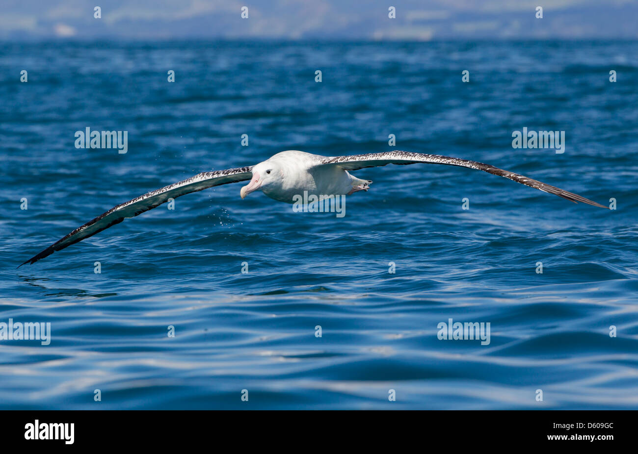 Auckland islands and albatross hi-res stock photography and images - Alamy