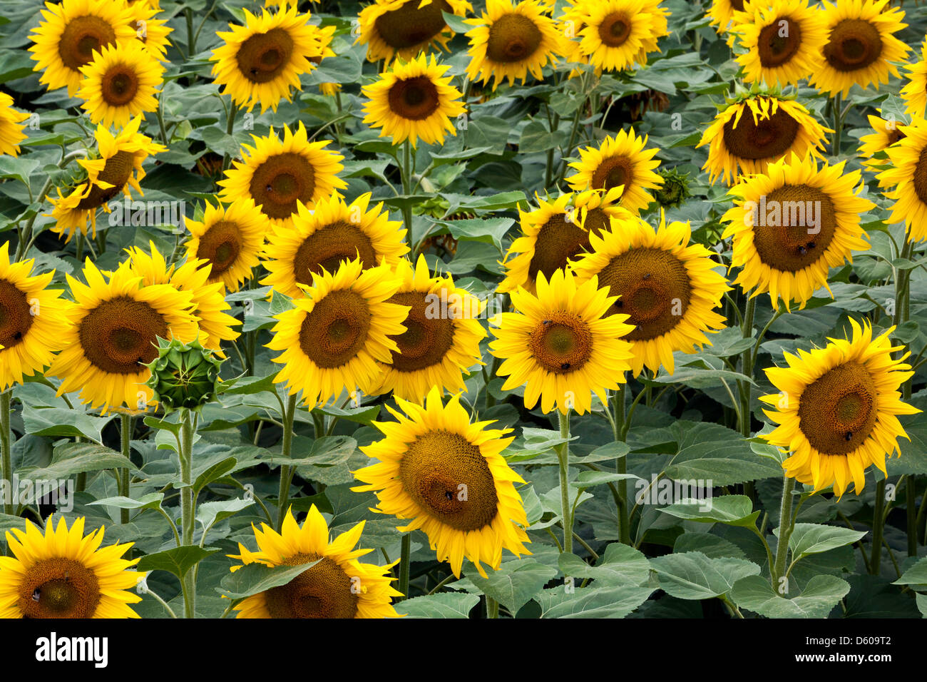 Field of bright yellow sunflowers in bloom Stock Photo - Alamy